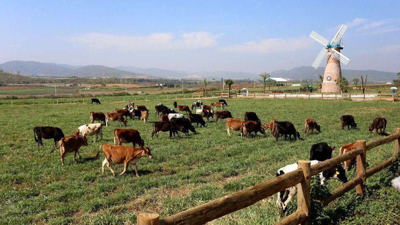 Mang đến nguồn dinh dưỡng phong phú cho gia đình với sữa tươi Farm Milk