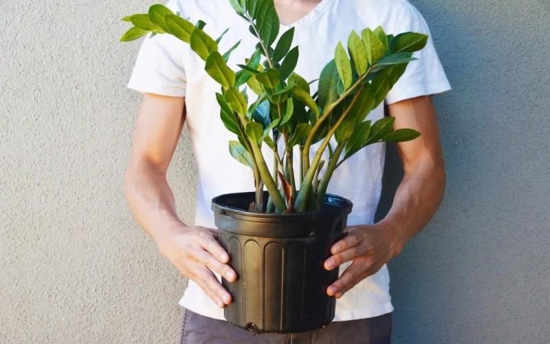 Những cây phong thủy phù hợp với từng con giáp là gì?
