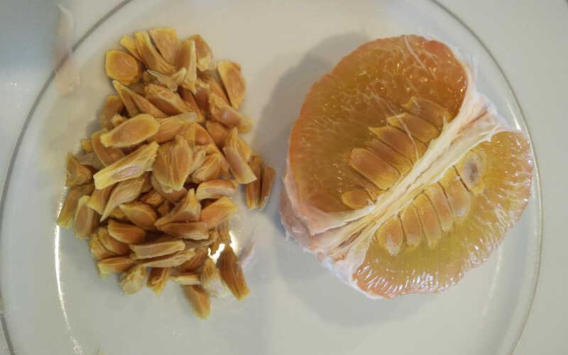 Những lợi ích quý giá từ hạt bưởi đối với sức khỏe mà không phải ai cũng hay biết.