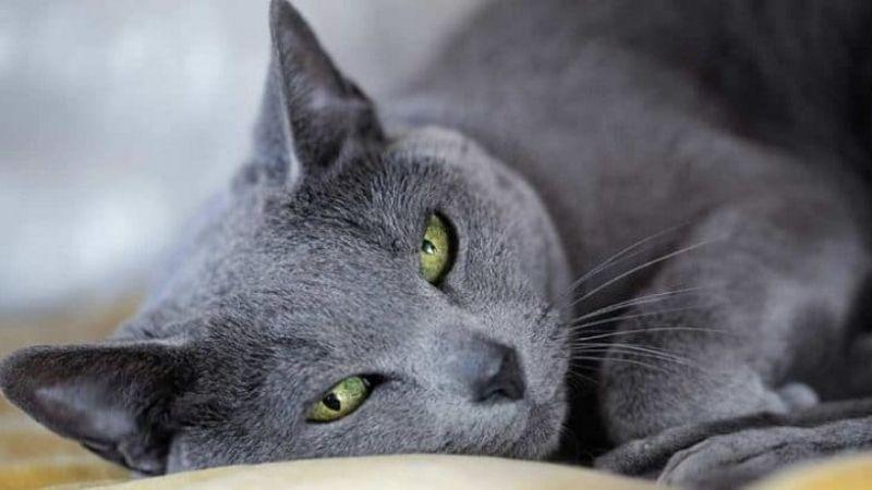 6 điều tuyệt vời về mèo Nga và 9 giống mèo Nga ít ai biết đến