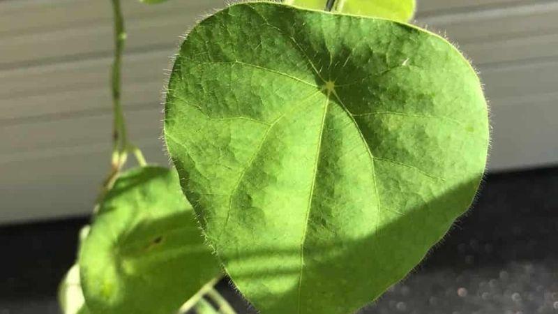 Cây sương sâm là gì và sự khác biệt giữa sương sâm lông và sương sâm trơn như thế nào?