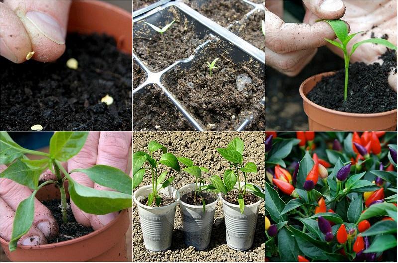 7 loại rau củ có thể trồng trong nhà, chỉ cần một lần gieo trồng, bạn sẽ thu hoạch suốt quanh năm
