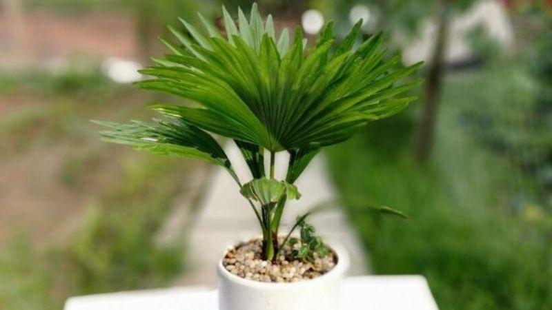Cây cọ cảnh: Khám phá ý nghĩa, hình ảnh và cách chăm sóc tại nhà