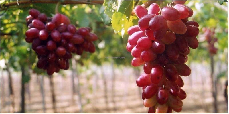 Nho tươi và nho khô: Loại nào tốt hơn cho sức khỏe?
