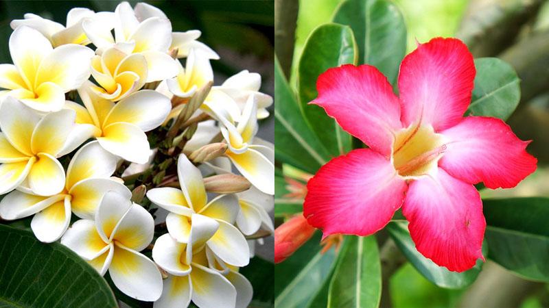 Khám phá cách trồng, ý nghĩa và những công dụng bất ngờ của cây hoa sứ mà ít ai biết.
