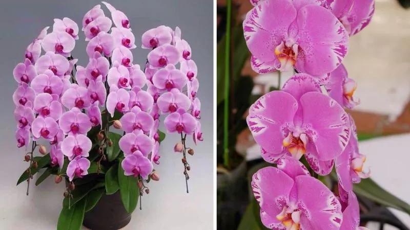 Hoa hồ điệp rừng: Khám phá ý nghĩa, hình ảnh, và cách chăm sóc loài hoa này ngay tại ngôi nhà của bạn.