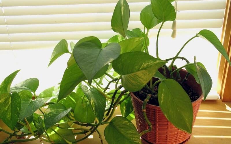 Cây trầu bà leo: Khám phá ý nghĩa, hình ảnh đẹp và cách chăm sóc tại nhà hiệu quả
