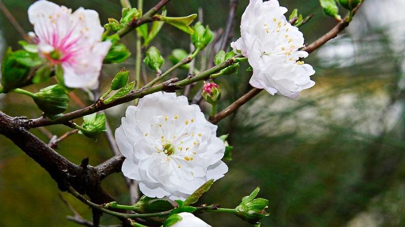 Khám phá hoa nhất chi mai, loài hoa được vinh danh là vua của các loài hoa Tết, mang trong mình vẻ đẹp thanh thoát và ý nghĩa sâu sắc.