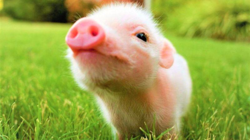 Cây phong thủy nào phù hợp với người tuổi Hợi? Khám phá những loài cây có thể mang lại sự may mắn và thịnh vượng cho những ai thuộc tuổi Hợi.