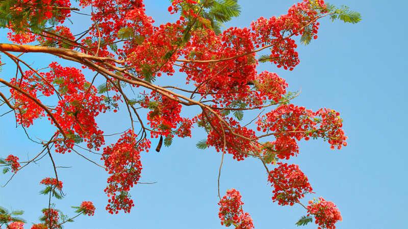 Gỏi gà hoa phượng: Món ăn mang tên lạ mà lại khiến cộng đồng mạng dậy sóng
