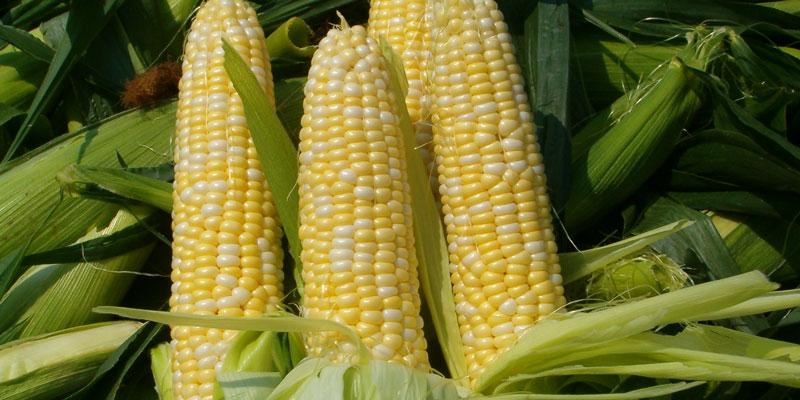 Dầu bắp là gì? Những công dụng đặc biệt mà bạn chưa biết đến