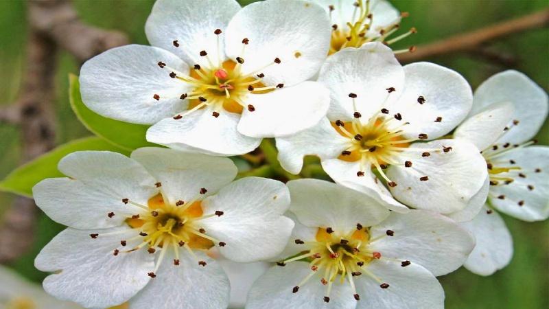 Khám phá vẻ đẹp tinh khôi của hoa lê trắng, cùng những phương pháp trồng và chăm sóc chi tiết để hoa luôn nở rộ và quyến rũ.