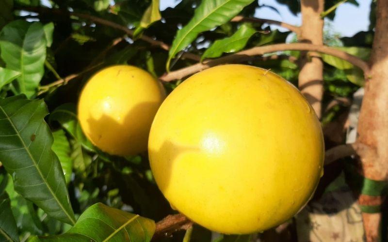 Vú sữa hoàng kim là gì mà lại khiến nhiều người săn đón đến vậy?