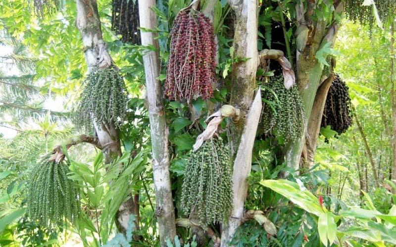 Khám phá ý nghĩa của cây đủng đỉnh, hình ảnh đặc trưng cùng cách trồng và chăm sóc tại nhà hiệu quả.