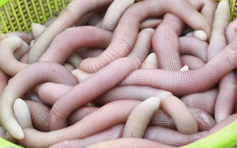 Sá sùng là một loài sinh vật kỳ lạ và quý hiếm, từng được biết đến như một đặc sản tiến vua mà không phải ai cũng biết đến. Hãy cùng khám phá về loài vật độc đáo này!