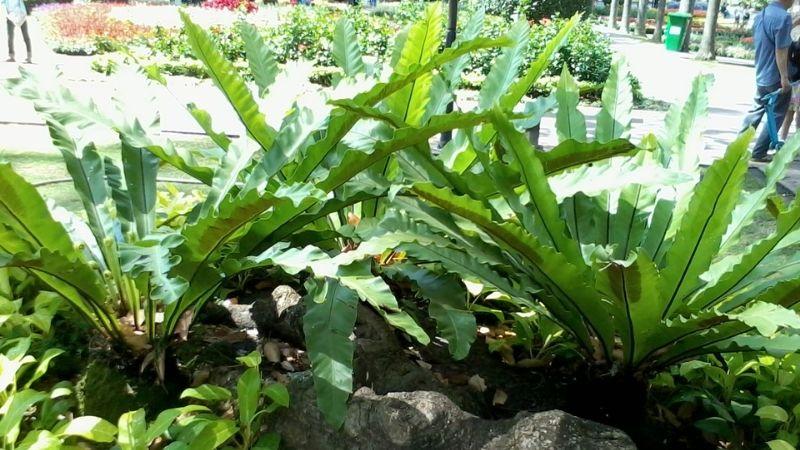 Cây ổ phụng là loài cây gì? Khám phá ý nghĩa phong thủy, đặc điểm và cách chăm sóc cây ổ phụng