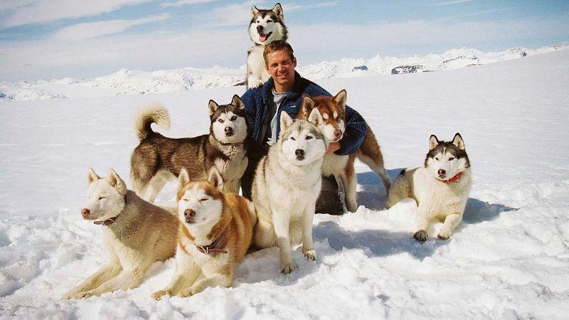 Hướng dẫn chi tiết về cách nuôi chó Husky từ A-Z, giúp bạn chăm sóc và nuôi dưỡng thú cưng của mình một cách đúng chuẩn, đảm bảo sức khỏe và sự phát triển toàn diện.