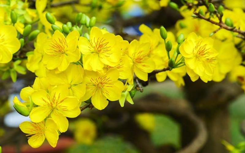 Hoa mai: Ý nghĩa sâu sắc, cách trồng và chăm sóc hoa mai đẹp trong vườn