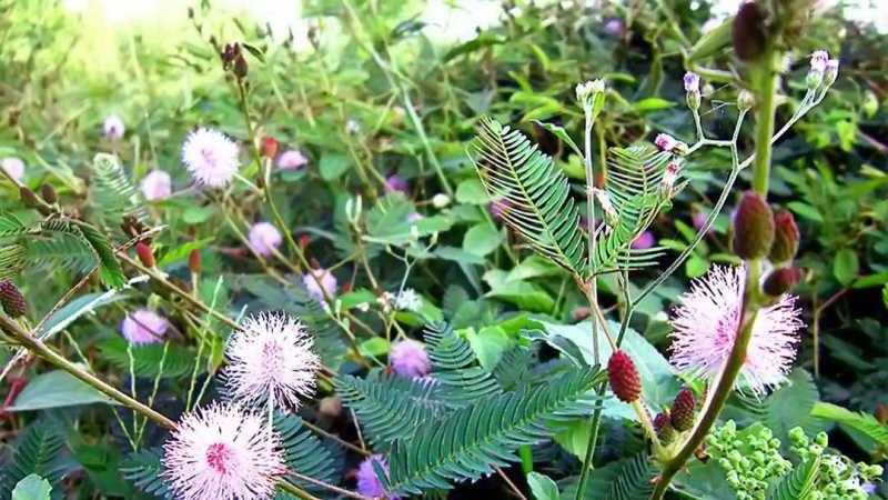 Cây xấu hổ: Những đặc điểm nổi bật và công dụng tuyệt vời đối với sức khỏe