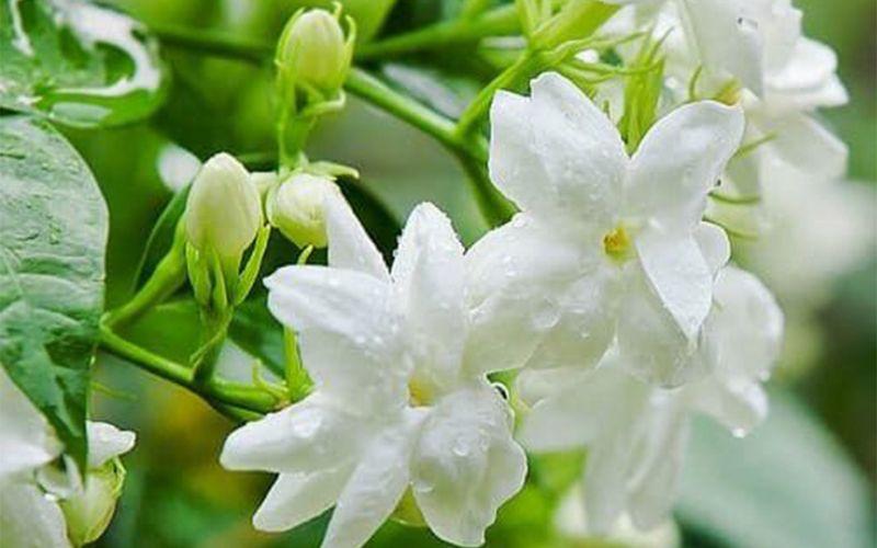 Hoa nhài: Ý nghĩa, hình ảnh, cách trồng và chăm sóc tại nhà.
