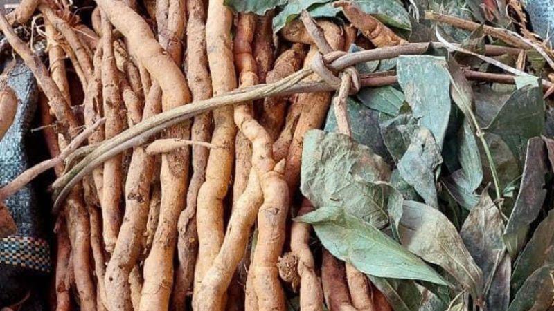 Loài sâm quý hiếm này, được xem là một trong những cây bổ dưỡng bậc nhất, trước đây từng bị nhầm là cây dại vô giá trị.