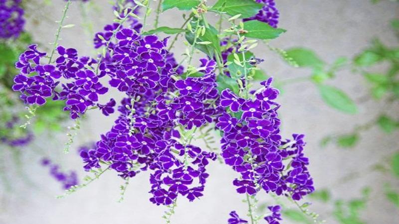 Khám phá đặc điểm, ý nghĩa và bí quyết chăm sóc cây hoa chuỗi ngọc, loài hoa mang vẻ đẹp tinh tế và đầy sức sống. Hãy cùng tìm hiểu cách trồng và chăm sóc để cây luôn rực rỡ trong không gian sống của bạn.