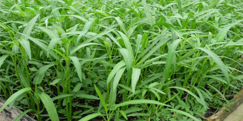 Rau muống liệu có phải là nguyên nhân chính gây ra sẹo lồi? Câu trả lời là chưa chắc!