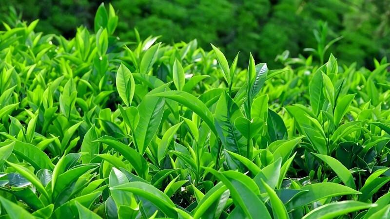 Khám phá cách giảm rụng tóc hiệu quả với trà xanh