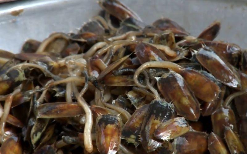 Khám phá loài đặc sản độc đáo của Hà Tiên với cái tên lạ nhưng lại vô cùng bổ dưỡng.