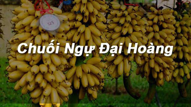 Chuối ngự, loại chuối quý hiếm nhất đất nước, từng được chọn để dâng tiến vua chúa