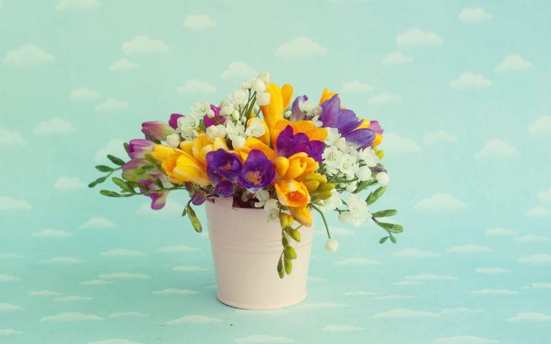 Hoa Freesia là loài hoa mang vẻ đẹp rực rỡ, đa sắc màu. Cùng khám phá ý nghĩa đặc biệt của chúng và những cách trồng, chăm sóc để hoa nở đẹp nhất.
