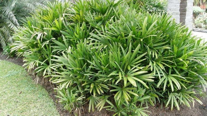 Cây trúc mây (mật cật) là loài cây không chỉ mang đến vẻ đẹp tự nhiên cho không gian mà còn chứa đựng nhiều ý nghĩa phong thủy sâu sắc. Khám phá các đặc điểm, công dụng và cách chăm sóc cây trúc mây trong bài viết này.