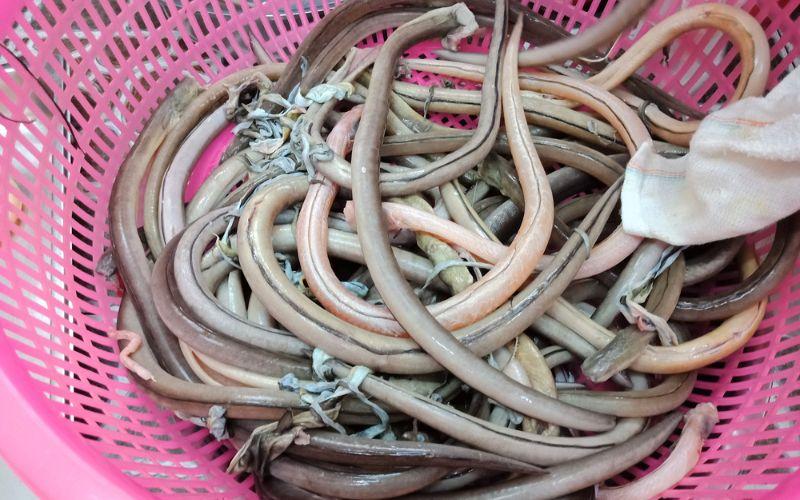 Gỏi nhệch - món ăn nổi bật với sự cầu kỳ và tinh tế, luôn chinh phục những thực khách khó tính nhất với hương vị độc đáo.