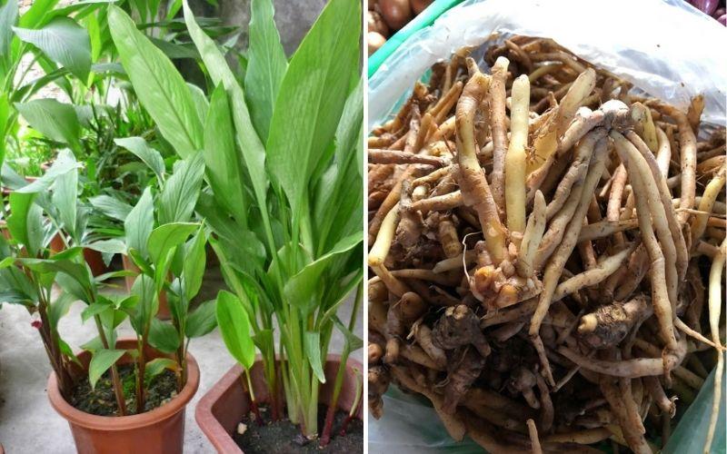 Khám phá sự thật về ngải bún và khả năng ngừa Covid-19 của nó