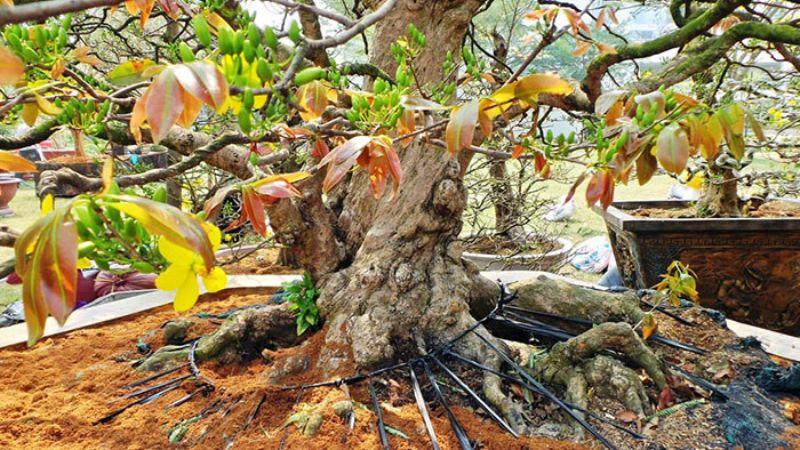 Làm thế nào để lựa chọn một cây mai đẹp, trổ hoa rực rỡ mang đến không khí xuân tươi mới?