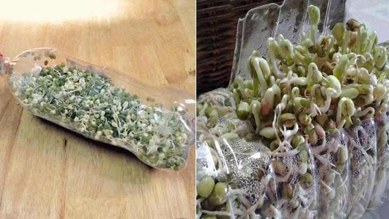 Khám phá 5 phương pháp trồng giá đỗ tại nhà đơn giản, an toàn mà vẫn giữ được sự tươi ngon, dễ dàng thực hiện.