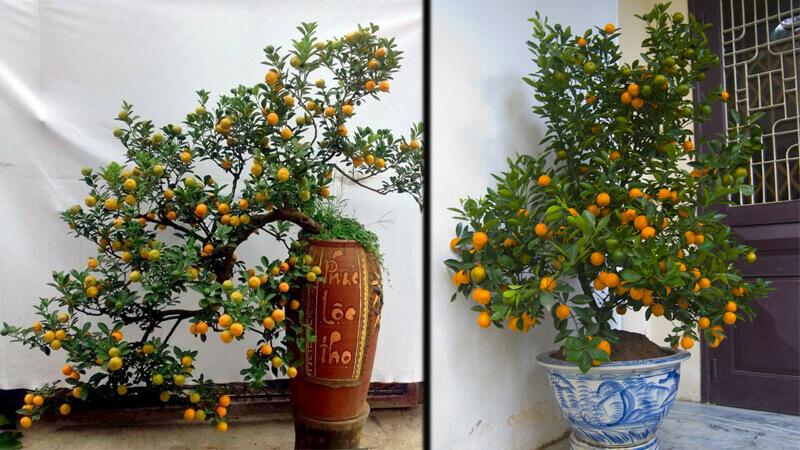 Hướng dẫn chọn quất chơi Tết bền đẹp, mang lại may mắn cho gia đình