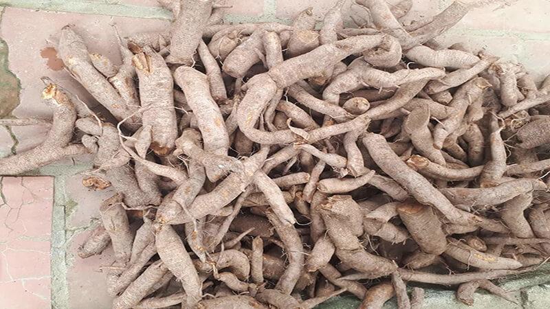 Củ gai là một loại thảo dược có nhiều công dụng tuyệt vời, đặc biệt là đối với sức khỏe của phụ nữ mang thai. Vậy, củ gai là gì và nó có những tác dụng gì đối với bà bầu? Hãy cùng khám phá ngay.