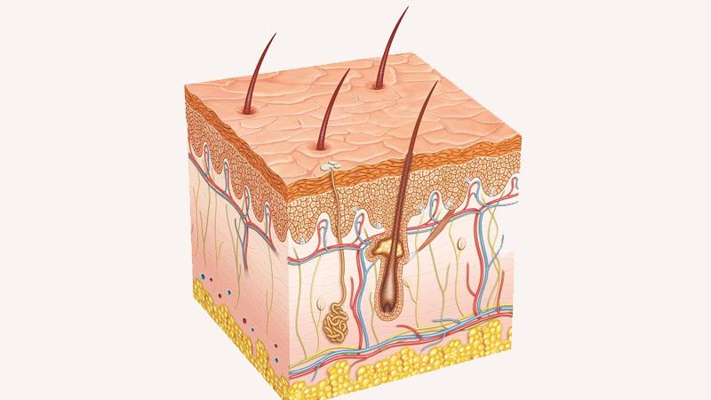 Thói quen sử dụng nhíp để nhổ râu, dù có vẻ đơn giản nhưng lại tiềm ẩn những tác động lớn đối với làn da, không thể xem nhẹ.
