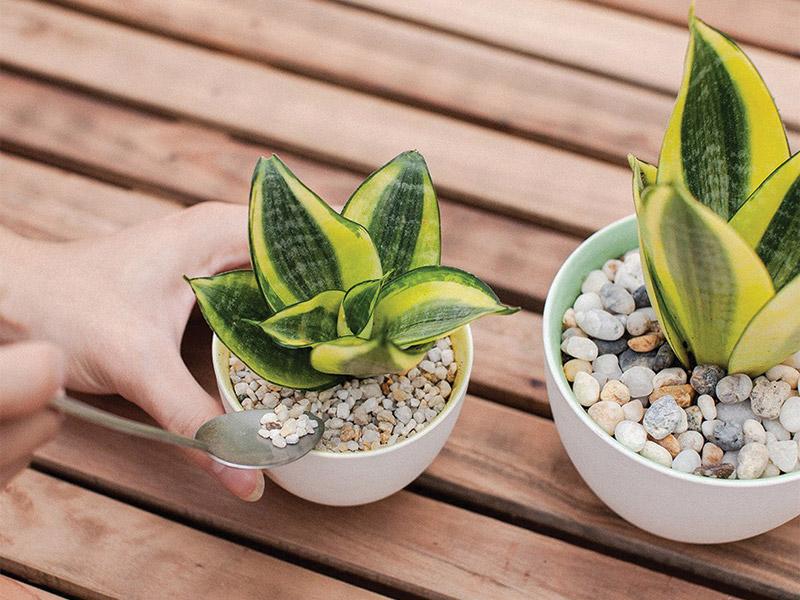 Mẹo phòng tránh và đuổi rắn khỏi nhà trong mùa mưa