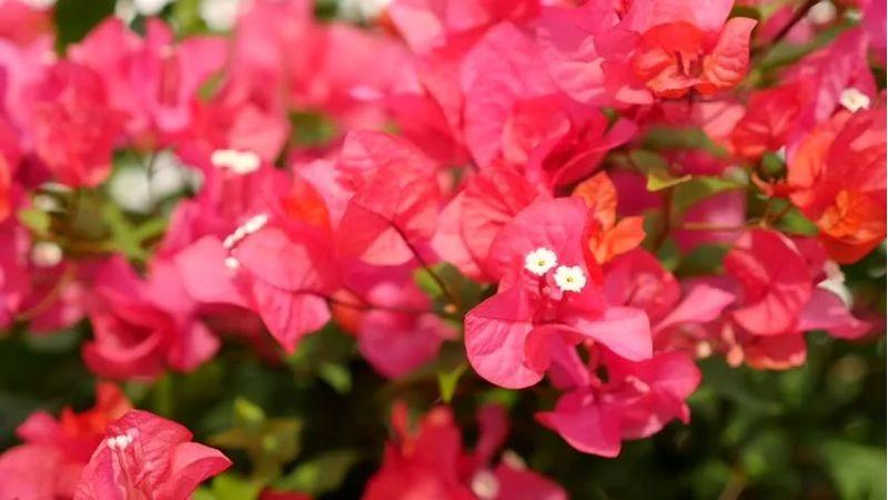 Khám phá chi tiết về ý nghĩa và cách trồng hoa giấy đỏ ngay tại nhà, giúp bạn chăm sóc và tạo không gian sống tươi mới, đầy sắc màu.