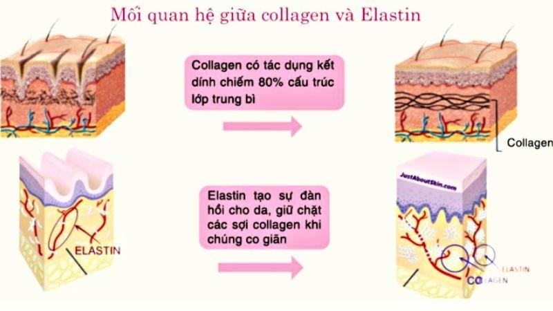 Elastin và Collagen, hai dưỡng chất quan trọng cho làn da, có những điểm tương đồng và khác biệt rõ rệt. Bạn đã biết chúng giống hay khác nhau như thế nào chưa?