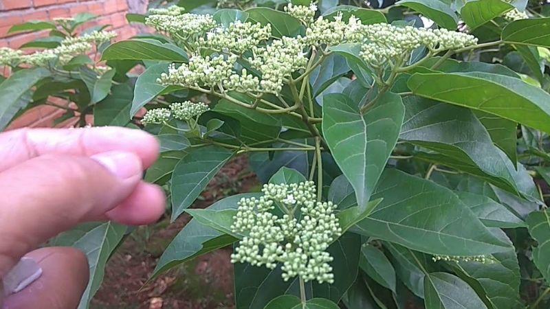 Rau dại miền Tây không chỉ là món đặc sản nổi bật mà còn mang lại nhiều lợi ích cho sức khỏe, một trong số đó chính là lá cách.