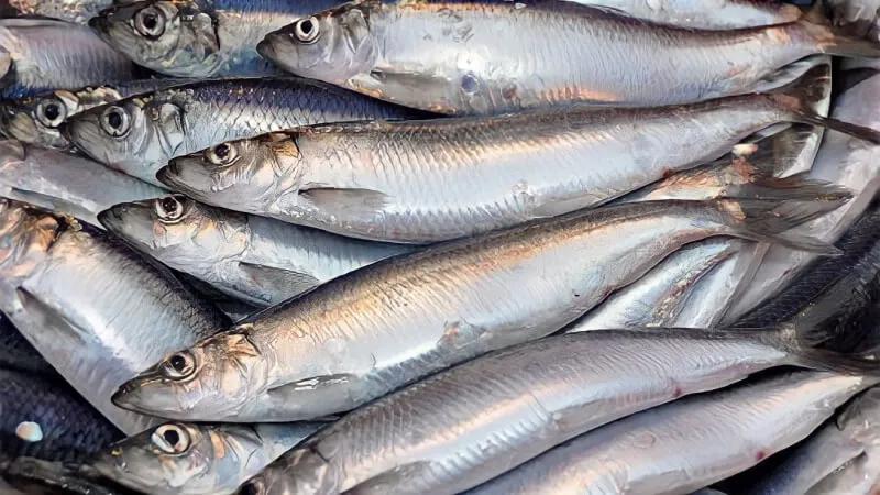Cách chọn cá trích tươi ngon, chuẩn chất lượng