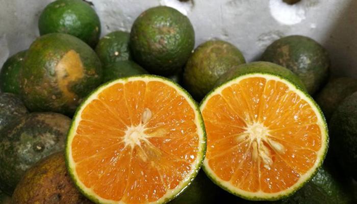 Những loại cam ngon khó quên, thử một lần là nhớ mãi