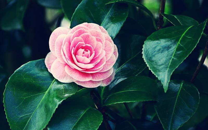 Hoa trà có bao nhiêu loại? Tìm hiểu ý nghĩa và công dụng tuyệt vời của hoa trà trong cuộc sống của chúng ta.