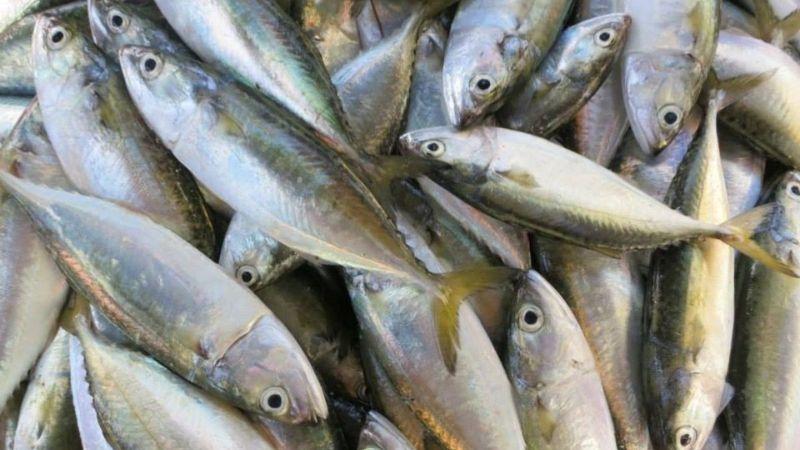 Làm sao để chọn được cá bạc má tươi ngon, thịt chắc, luôn là lựa chọn tuyệt vời cho mọi món ăn? Dưới đây là những bí quyết dành cho bạn.