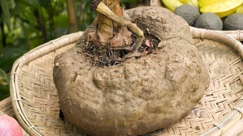 Konnyaku (Konjac) là gì và liệu nó có thể hỗ trợ quá trình giảm cân?