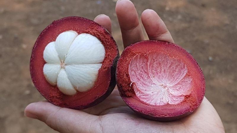Vỏ măng cụt không chỉ đơn giản là phần vứt đi mà còn là một vị thuốc tuyệt vời, mang lại nhiều lợi ích cho sức khỏe và làn da.