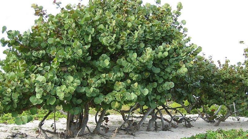 Cây bàng biển: Ý nghĩa, hình ảnh và hướng dẫn chăm sóc cây bàng biển tại nhà